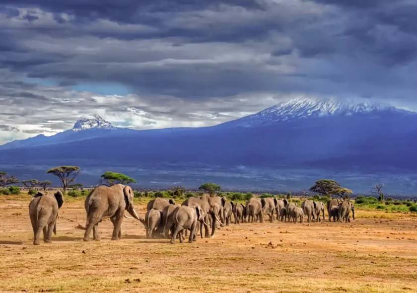 Selous Day Trip Safari
