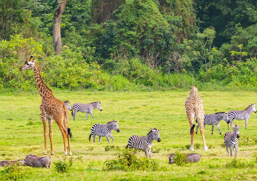 Rongai Route - 9 Days Kilimanjaro Climbing