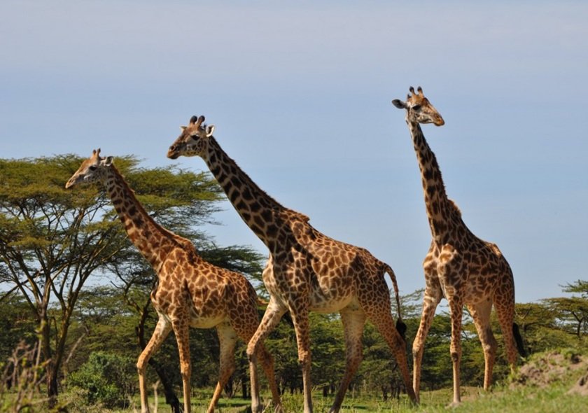Shira Route - 6 Days Kilimanjaro Climbing