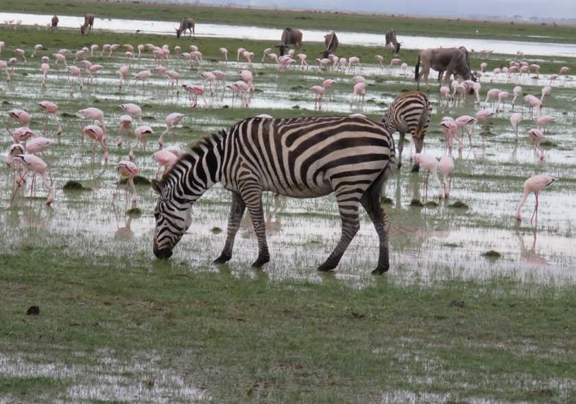 Northern Circuit Route - 8 Days Kilimanjaro Climbing