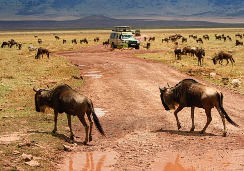 Lemosho Route - 9 Days Kilimanjaro Climbing
