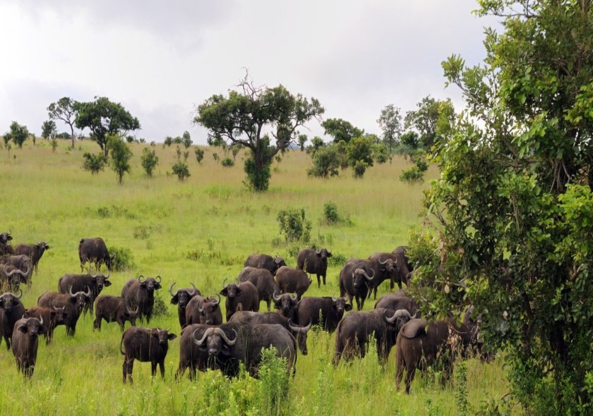 3-Day Fly in from Zanzibar Tarangire, Crater & Manyara