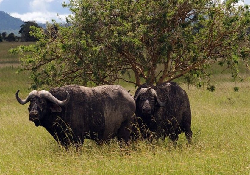 7-Day Best of the Wild Luxury Safari