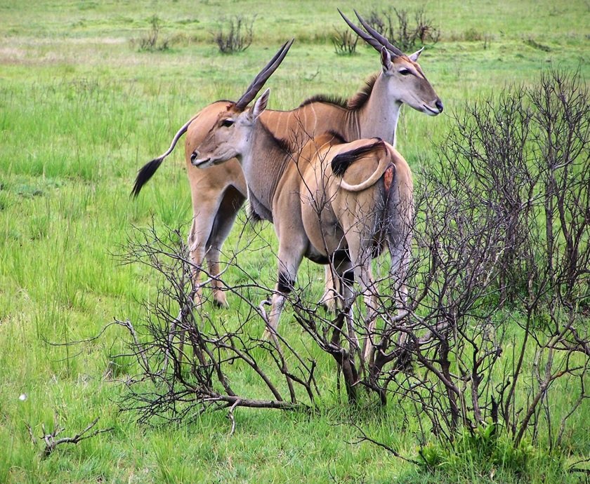 4-Day Taste of Tanzania - Tarangire, Serengeti & Crater
