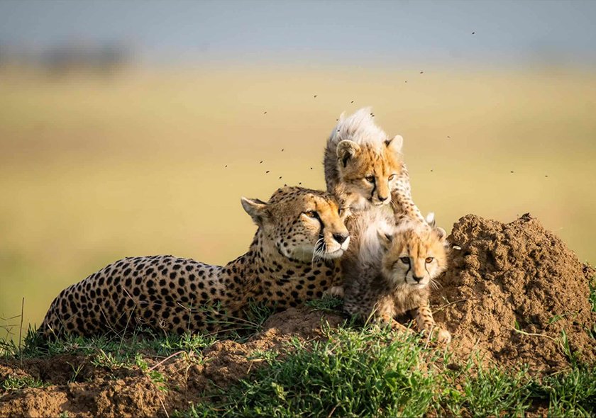 3-Day Zanzibar to Migration Fly-in&out Anniversary Tour