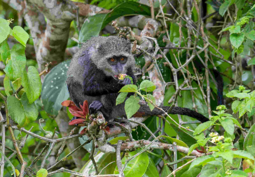 Jozani Forest, Spice Tour & Stone Town